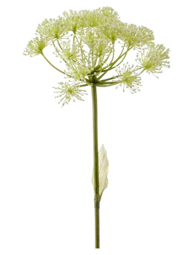 Heracleum Blanc