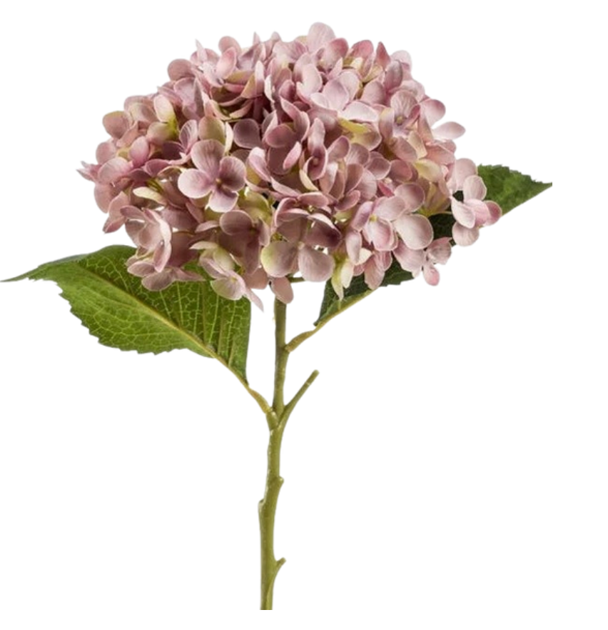 Annabelle Violette Élégante