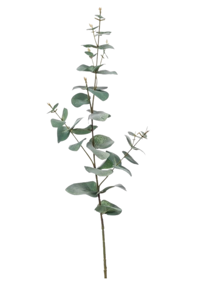 Eucalyptus Serenité