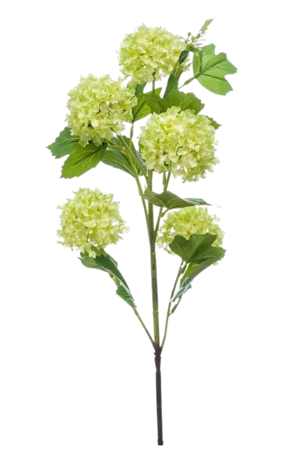 Viburnum Lumière