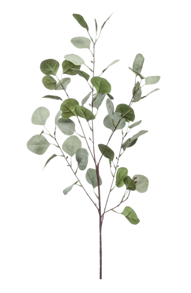 Eucalyptus Argenté