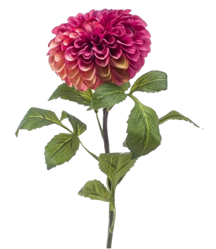 Dahlia rose